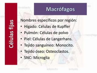 Células fijas
Nombres específicos por región:
• Hígado: Células de Kupffer
• Pulmón: Células de polvo
• Piel: Células de Langerhans.
• Tejido sanguíneo: Monocito.
• Tejido óseo: Osteoclastos.
• SNC: Microglia
 