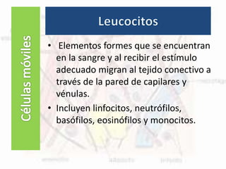 Células fijas
• Elementos formes que se encuentran
en la sangre y al recibir el estímulo
adecuado migran al tejido conectivo a
través de la pared de capilares y
vénulas.
• Incluyen linfocitos, neutrófilos,
basófilos, eosinófilos y monocitos.
 