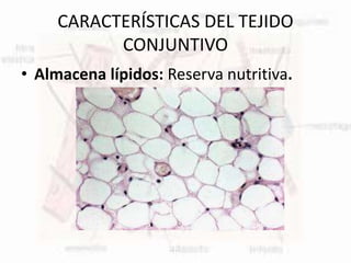 CARACTERÍSTICAS DEL TEJIDO
CONJUNTIVO
• Almacena lípidos: Reserva nutritiva.
 