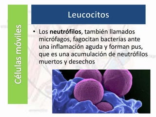 Células fijas
• Los neutrófilos, también llamados
micrófagos, fagocitan bacterias ante
una inflamación aguda y forman pus,
que es una acumulación de neutrófilos
muertos y desechos
 