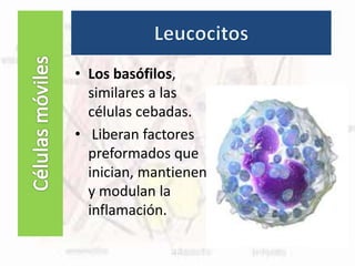 Células fijas
• Los basófilos,
similares a las
células cebadas.
• Liberan factores
preformados que
inician, mantienen
y modulan la
inflamación.
 