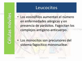 Células fijas
• Los eosinófilos aumentan el número
en enfermedades alérgicas y en
presencia de parásitos. Fagocitan los
complejos antígeno-anticuerpo.
• Los monocitos son precursores del
sistema fagocítico mononuclear.
 