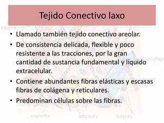 Tejido Conectivo laxo
• Llamado también tejido conectivo areolar.
• De consistencia delicada, flexible y poco
resistente a las tracciones, por la gran
cantidad de sustancia fundamental y líquido
extracelular.
• Contiene abundantes fibras elásticas y escasas
fibras de colágena y reticulares.
• Predominan células sobre las fibras.
 