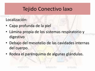 Tejido Conectivo laxo
Localización:
• Capa profunda de la piel
• Lámina propia de los sistemas respiratorio y
digestivo
• Debajo del mesotelio de las cavidades internas
del cuerpo.
• Rodea el parénquima de algunas glándulas.
 