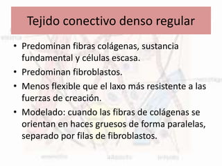Tejido conectivo denso regular
• Predominan fibras colágenas, sustancia
fundamental y células escasa.
• Predominan fibroblastos.
• Menos flexible que el laxo más resistente a las
fuerzas de creación.
• Modelado: cuando las fibras de colágenas se
orientan en haces gruesos de forma paralelas,
separado por filas de fibroblastos.
 