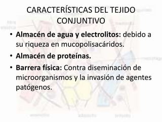 CARACTERÍSTICAS DEL TEJIDO
CONJUNTIVO
• Almacén de agua y electrolitos: debido a
su riqueza en mucopolisacáridos.
• Almacén de proteínas.
• Barrera física: Contra diseminación de
microorganismos y la invasión de agentes
patógenos.
 