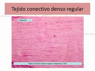 Tejido conectivo denso regular
 