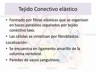 Tejido Conectivo elástico
• Formado por fibras elásticas que se organizan
en haces paralelos separados por tejido
conectivo laxo.
• Las células se sintetizan por fibroblastos.
Localización:
• Se encuentra en ligamento amarillo de la
columna vertebral.
• Paredes de vasos sanguíneos.
 