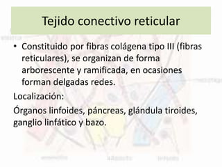 Tejido conectivo reticular
• Constituido por fibras colágena tipo III (fibras
reticulares), se organizan de forma
arborescente y ramificada, en ocasiones
forman delgadas redes.
Localización:
Órganos linfoides, páncreas, glándula tiroides,
ganglio linfático y bazo.
 
