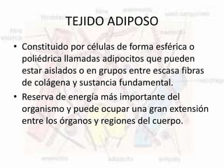 TEJIDO ADIPOSO
• Constituido por células de forma esférica o
poliédrica llamadas adipocitos que pueden
estar aislados o en grupos entre escasa fibras
de colágena y sustancia fundamental.
• Reserva de energía más importante del
organismo y puede ocupar una gran extensión
entre los órganos y regiones del cuerpo.
 