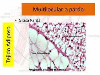 Multilocular o pardo
• Grasa Parda
TejidoAdiposo
 