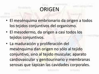 ORIGEN
• El mesénquima embrionario da origen a todos
los tejidos conjuntivos del organismo.
• El mesodermo, da origen a casi todos los
tejidos conjuntivos.
• La maduración y proliferación del
mesénquima dan origen no sólo al tejido
conjuntivo, sino al tejido muscular, aparato
cardiovascular y genitourinario y membranas
serosas que tapizan las cavidades corporales.
 