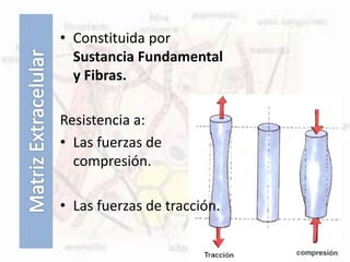 • Constituida por
Sustancia Fundamental
y Fibras.
Resistencia a:
• Las fuerzas de
compresión.
• Las fuerzas de tracción.
 
