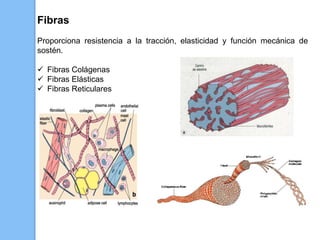 Fibras
Proporciona resistencia a la tracción, elasticidad y función mecánica de
sostén.
 Fibras Colágenas
 Fibras Elásticas
 Fibras Reticulares
 