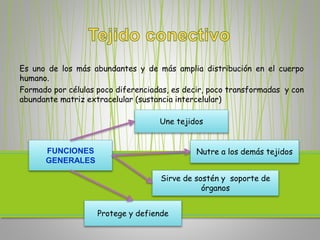 Es uno de los más abundantes y de más amplia distribución en el cuerpo
humano.
Formado por células poco diferenciadas, es decir, poco transformadas y con
abundante matriz extracelular (sustancia intercelular)
FUNCIONES
GENERALES
Une tejidos
Nutre a los demás tejidos
Sirve de sostén y soporte de
órganos
Protege y defiende
 