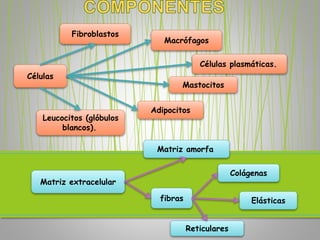 Macrófagos
Fibroblastos
Mastocitos
Células plasmáticas.
Células
Adipocitos
Leucocitos (glóbulos
blancos).
Matriz extracelular
Matriz amorfa
fibras
Colágenas
Elásticas
Reticulares
 
