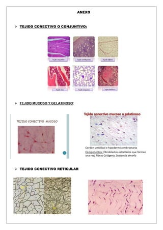 ANEXO
 TEJIDO CONECTIVO O CONJUNTIVO:
 TEJIDO MUCOSO Y GELATINOSO:
 TEJIDO CONECTIVO RETICULAR
 