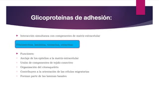 slide tejido conectivo.pptx histología.UM