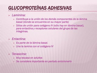 Presentación de tejido conectivo y demas | PDF