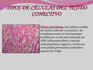 TIPOS DE CÉLULAS DEL TEJIDO
CONECTIVO
Células plasmáticas: Son células ovoides
de núcleo redondo y excéntrico. Su
citoplasma suele ser intensamente
basófilo por su elevado contenido de
ARN (ribosomas libres y retículo
endoplasmatico rugoso) y revela una
zona pálida perinuclear (centriolo y
aparato de Golgi)

 