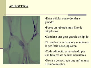 ADIPOCITOS Estas células son redondas y grandes. Posee un reborde muy fino de citoplasma Contiene una gota grande de lípido. Su núcleo es achatado y se ubica en la periferia del citoplasma. Cada adipocito está rodeado por una fina red de células reticulares. No se a demostrado que sufran una división mitótica. 