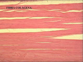 FIBRA COLÁGENA 