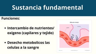 Funciones:
Intercambio de nutrientes/
oxigeno (capilares y tejido)
Desecho metobolicos las
celulas a la sangre
Sustancia fundamental
 