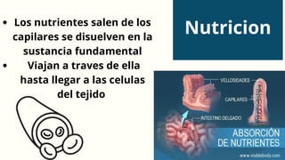 Los nutrientes salen de los
capilares se disuelven en la
sustancia fundamental
Viajan a traves de ella
hasta llegar a las celulas
del tejido
Nutricion
 