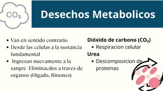 Van en sentido contrario
Desde las celulas a la sustancia
fundamental
Ingresan nuevamente a la
sangre Eliminacdos a traves de
organos (Higado, Rinones)
Desechos Metabolicos
Dióxido de carbono (CO₂)
Respiracion celular
Urea
Descomposicion de
proteinas
 
