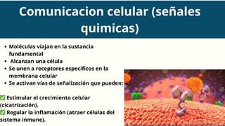Moléculas viajan en la sustancia
fundamental
Alcanzan una célula
Se unen a receptores específicos en la
membrana celular
Se activan vías de señalización que pueden:
✅Estimular el crecimiento celular
(cicatrización).
✅Regular la inflamación (atraer células del
sistema inmune).
Comunicacion celular (señales
quimicas)
 