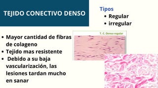 TEJIDO CONECTIVO DENSO
Tipos
Regular
irregular
Mayor cantidad de fibras
de colageno
Tejido mas resistente
Debido a su baja
vascularización, las
lesiones tardan mucho
en sanar
 