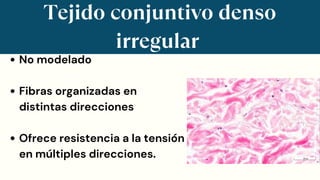 Tejido conjuntivo denso
irregular
No modelado
Fibras organizadas en
distintas direcciones
Ofrece resistencia a la tensión
en múltiples direcciones.
 