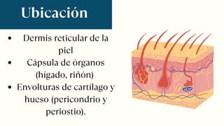 Ubicación
Dermis reticular de la
piel
Cápsula de órganos
(hígado, riñón)
Envolturas de cartílago y
hueso (pericondrio y
periostio).
 