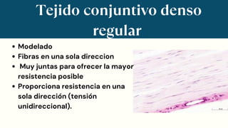 Tejido conjuntivo denso
regular
Modelado
Fibras en una sola direccion
Muy juntas para ofrecer la mayor
resistencia posible
Proporciona resistencia en una
sola dirección (tensión
unidireccional).
 