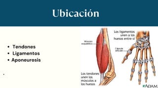 Ubicación
Tendones
Ligamentos
Aponeurosis
.
 