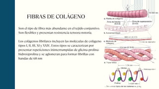 Son el tipo de fibra más abundante en el tejido conjuntivo.
Son flexibles y presentan resistencia tensora notoria.
Los colágenos fibrilares incluyen las moléculas de colágeno
tipos I, II, III, XI y XXIV. Estos tipos se caracterizan por
presentar repeticiones ininterrumpidas de glicina-prolina-
hidroxiprolina y se aglomeran para formar fibrillas con
bandas de 68 nm
FIBRAS DE COLÁGENO
 