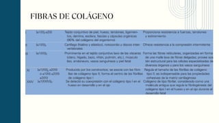 FIBRAS DE COLÁGENO
 