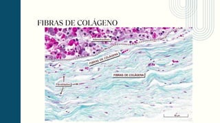 FIBRAS DE COLÁGENO
 