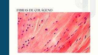 FIBRAS DE COLÁGENO
 