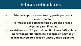 Fibras reticulares
Brindan soporte estructural y participan en la
cicatrización.
Formados por colágeno tipo III, creando redes
delgadas y ramificadas.
No visibles en H&E, pero si con tinciones PAS y plata
Generada por fibroblastos, excepto en nervios y
células musculares lisas en vasos y tubo digestivo
 