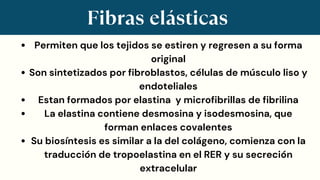 Fibras elásticas
Permiten que los tejidos se estiren y regresen a su forma
original
Son sintetizados por fibroblastos, células de músculo liso y
endoteliales
Estan formados por elastina y microfibrillas de fibrilina
La elastina contiene desmosina y isodesmosina, que
forman enlaces covalentes
Su biosíntesis es similar a la del colágeno, comienza con la
traducción de tropoelastina en el RER y su secreción
extracelular
 
