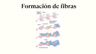 Formación de fibras
 