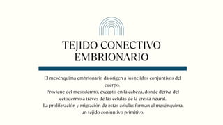 TEJIDO CONECTIVO
EMBRIONARIO
El mesénquima embrionario da origen a los tejidos conjuntivos del
cuerpo.
Proviene del mesodermo, excepto en la cabeza, donde deriva del
ectodermo a través de las células de la cresta neural.
La proliferación y migración de estas células forman el mesénquima,
un tejido conjuntivo primitivo.
 