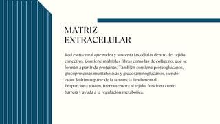 MATRIZ
EXTRACELULAR
Red estructural que rodea y sustenta las células dentro del tejido
conectivo. Contiene múltiples fibras como las de colágeno, que se
forman a partir de proteínas. También contiene proteoglucanos,
glucoproteínas multiahesivas y glucosaminoglucanos, siendo
estos 3 últimos parte de la sustancia fundamental.
Proporciona sostén, fuerza tensora al tejido, funciona como
barrera y ayuda a la regulación metabólica.
 