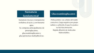 Polisacáridos. Las células del tejido
conectivo, Carga negativa por grupo
sulfato y carboxilo, lo que lo ayuda a
su fácil decoloración.
Rápida difusión de moléculas
hidrosolubles.
Glucosaminoglucanos
Sustancia viscosa y transparente
resbalosa al tacto y con bastante
agua.
Se compone principalmente de
proteoglucanos,
glucosaminoglúcanos y
glucoproteínas multiadhesivas.
Sustancia
fundamental
 