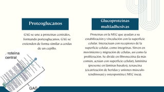 GAG se une a proteínas centrales,
formando porteoglucanos. GAG se
extienden de forma similar a cerdas
de un cepillo.
Proteínas en la MEC que ayudan a su
estabilización y vinculación con la superficie
celular. Interactuan con receptores de la
superficie celular, como integrinas. Sirven en
movimiento y migración de células, así como la
proliferación. Se divide en fibronectina (la más
común, actúan con superficie celular), laminina
(presente en láminas basales), tenascina
(cicatrización de heridas y uniones músculo-
tendinosas) y osteopontina ( MEC ósea).
Glucoproteínas
multiadhesivas
Proteoglucanos
 
