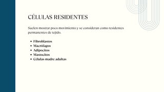 Suelen mostrar poco movimiento y se consideran como residentes
permanentes de tejido.
Fibroblastos
Macrófagos
Adipocitos
Mastocitos
Células madre adultas
CÉLULAS RESIDENTES
 