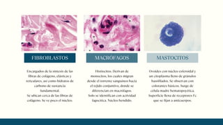 Encargados de la síntesis de las
fibras de colágeno, elásticas y
reticulares, así como hidratos de
carbono de sustancia
fundamental.
Se ubican cerca de las fibras de
colágeno. Se ve poco el núcleo.
FIBROBLASTOS
Histiocitos. Derivan de
monocitos, los cuales migran
desde el torrente sanguíneo hacia
el tejido conjuntivo, donde se
diferencian en macrófagos.
Solo se identifican con actividad
fagocítica. Núcleo hendido.
MACRÓFAGOS
Ovoides con núcleo esferoidal y
un citoplasma lleno de gránulos
basófilados. Se observan con
colorantes básicos. Surge de
célula madre hematopoyética.
Superficie llena de receptores Fc
que se fijan a anticuerpos.
MASTOCITOS
 