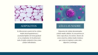 Se diferencian a partir de las células
madre mesenquimatosas y
acumulan lípidos de forma gradual
en su citoplasma. Se localizan por
todo el tejido conjuntivo laxo como
células individuales.
ADIPOCITOS
Dépositos de células denominados
células madre adultas. Se encuentran en
sitios específicos, los nichos. Dentro de
estos estan las células madre tisulares
que estan en regiones como tubo
digestivo, estómago.
CÉLULAS MADRE
 