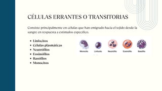 Consiste principalmente en células que han emigrado hacia el tejido desde la
sangre en respuesta a estímulos específico.
Linfocitos
Células plasmáticas
Neutrófilos
Eosinófilos
Basófilos
Monocitos
CÉLULAS ERRANTES O TRANSITORIAS
 